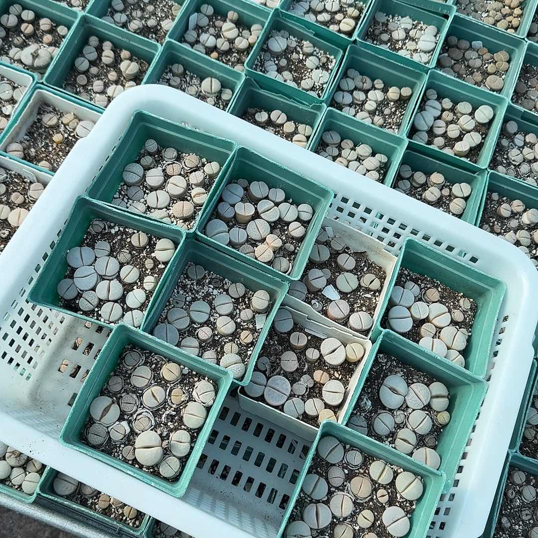 607 哈哈哈哈哈哈哈哈哈哈哈哈