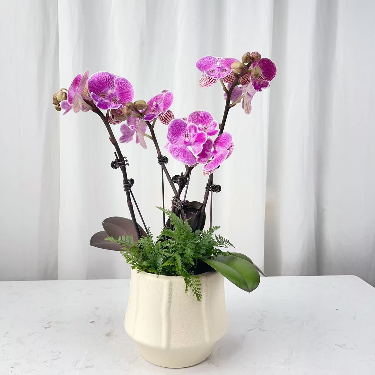 桦艺花卉【小红鱼】蝴蝶兰轻 奢 绿植花卉艺术高级盆栽植株好养