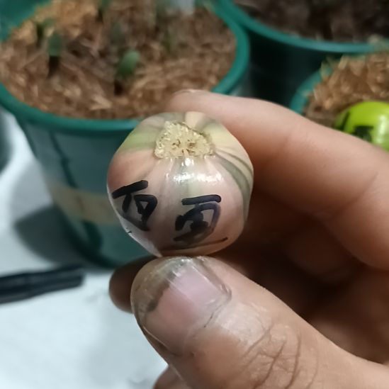 无花朵君子兰小苗君子兰小苗君子兰小苗君