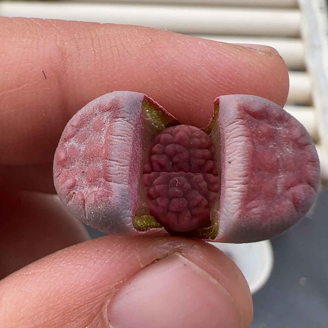 用***112.29好看的多肉脱土发货013