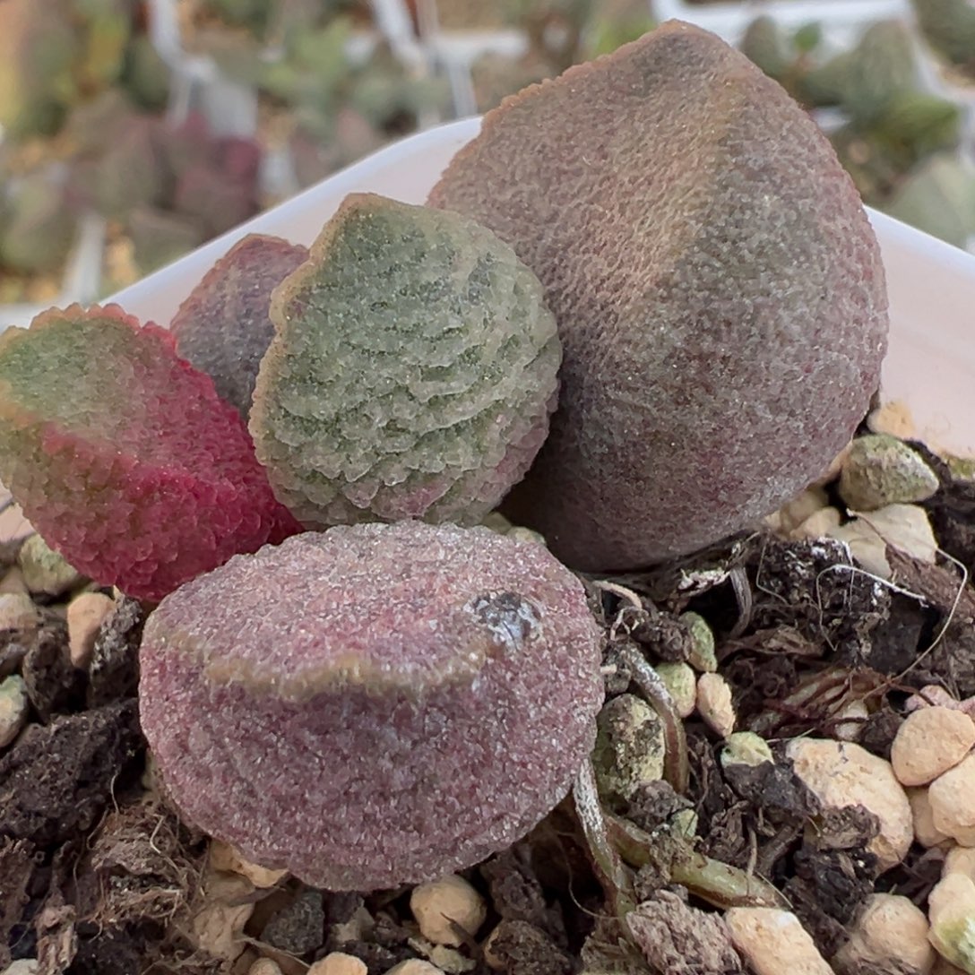 福利款粉色冰球实生大苗