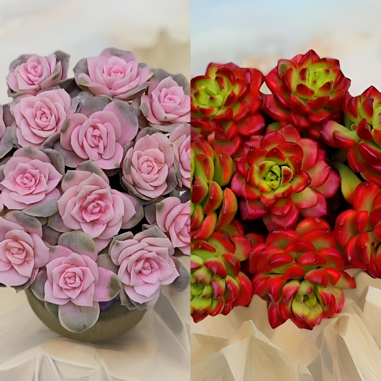 L戴安娜玫瑰+爱马仕玫瑰 冠幅11-13cm 高颜值多肉组合 云南发货