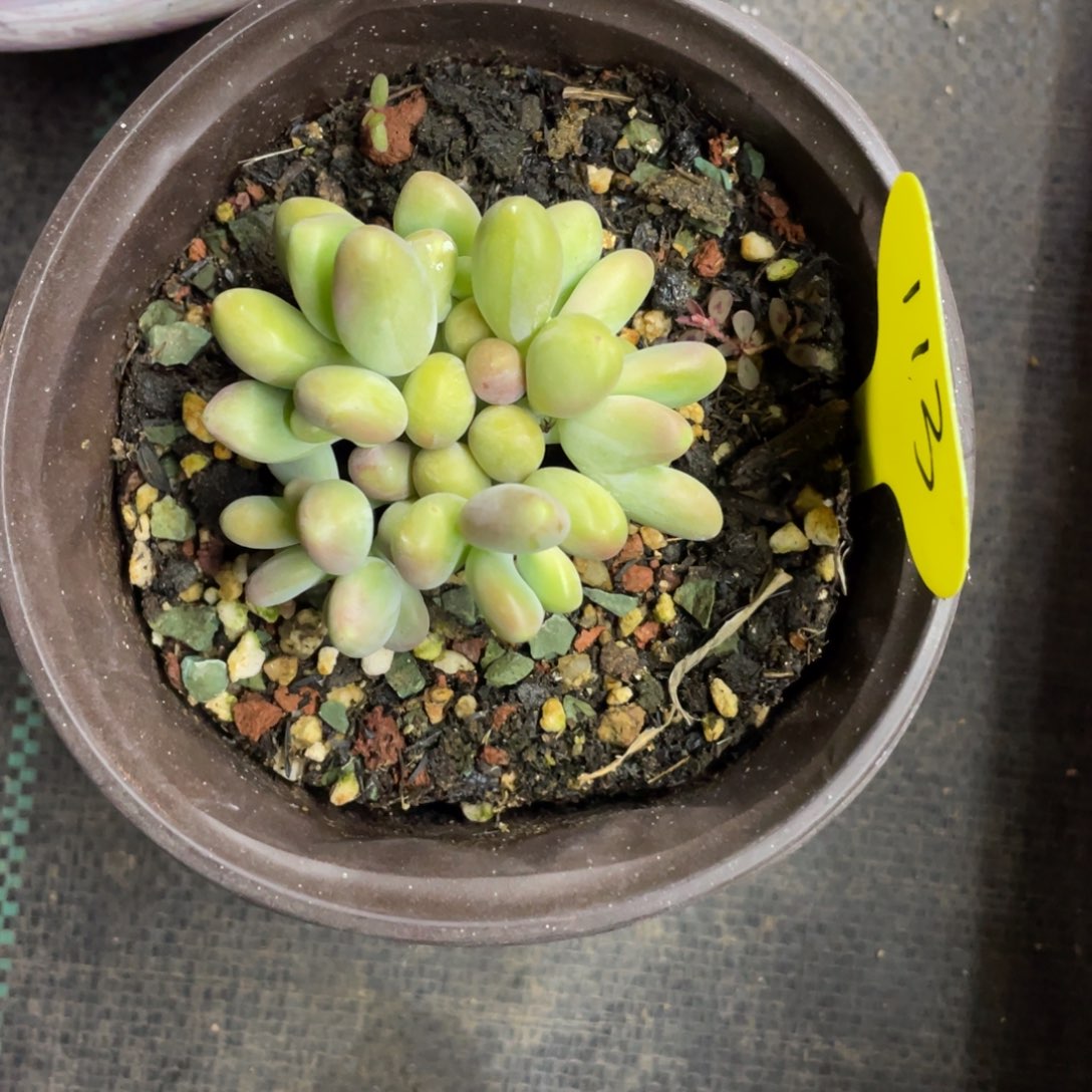 ?*歌芒果奶酪八头朵朵缀113