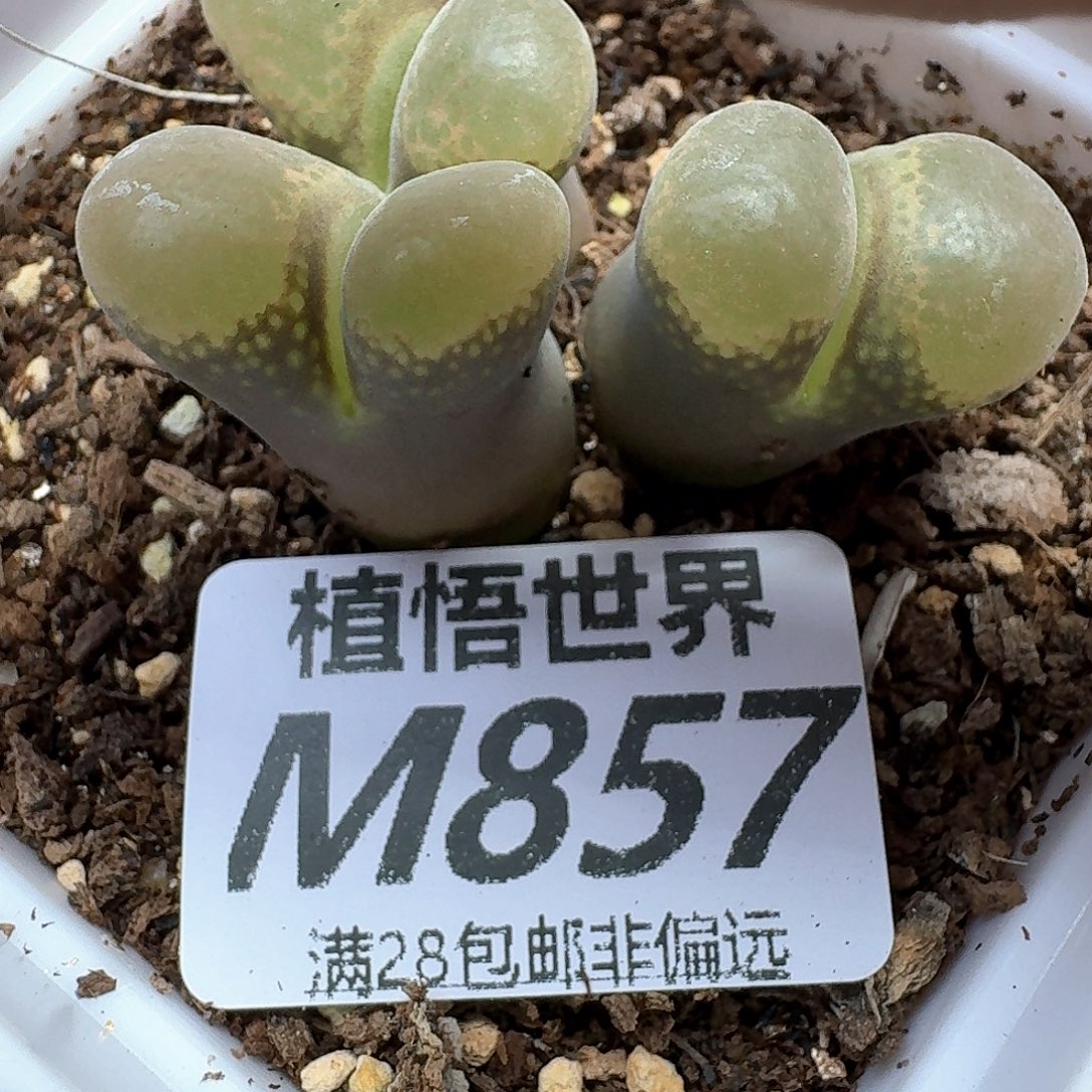 多肉植物的润泽和ff