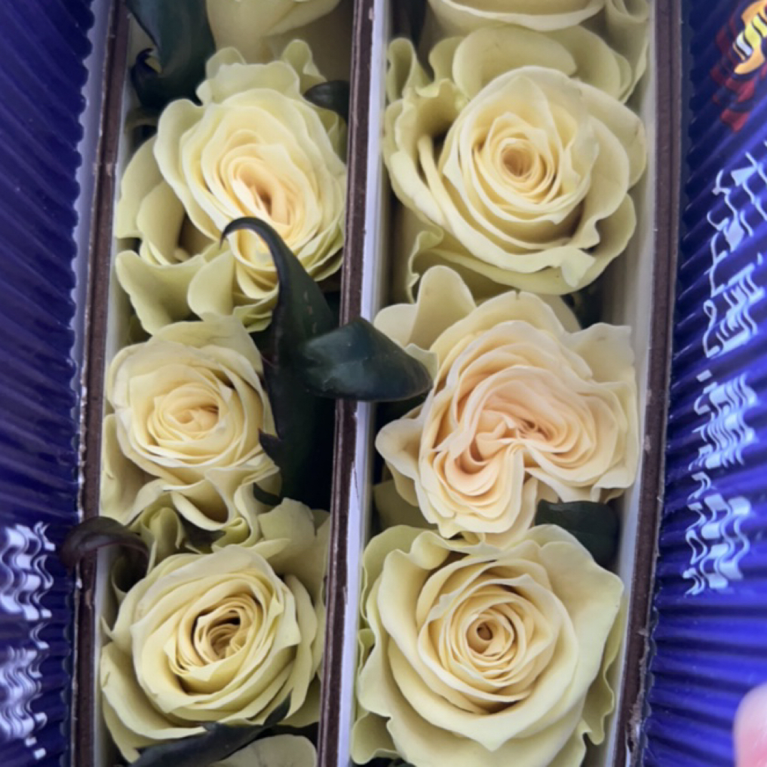 【蔷品玫瑰】白蒙迪欧 拍下三单及以上顺丰空运包邮10支装%20不售后