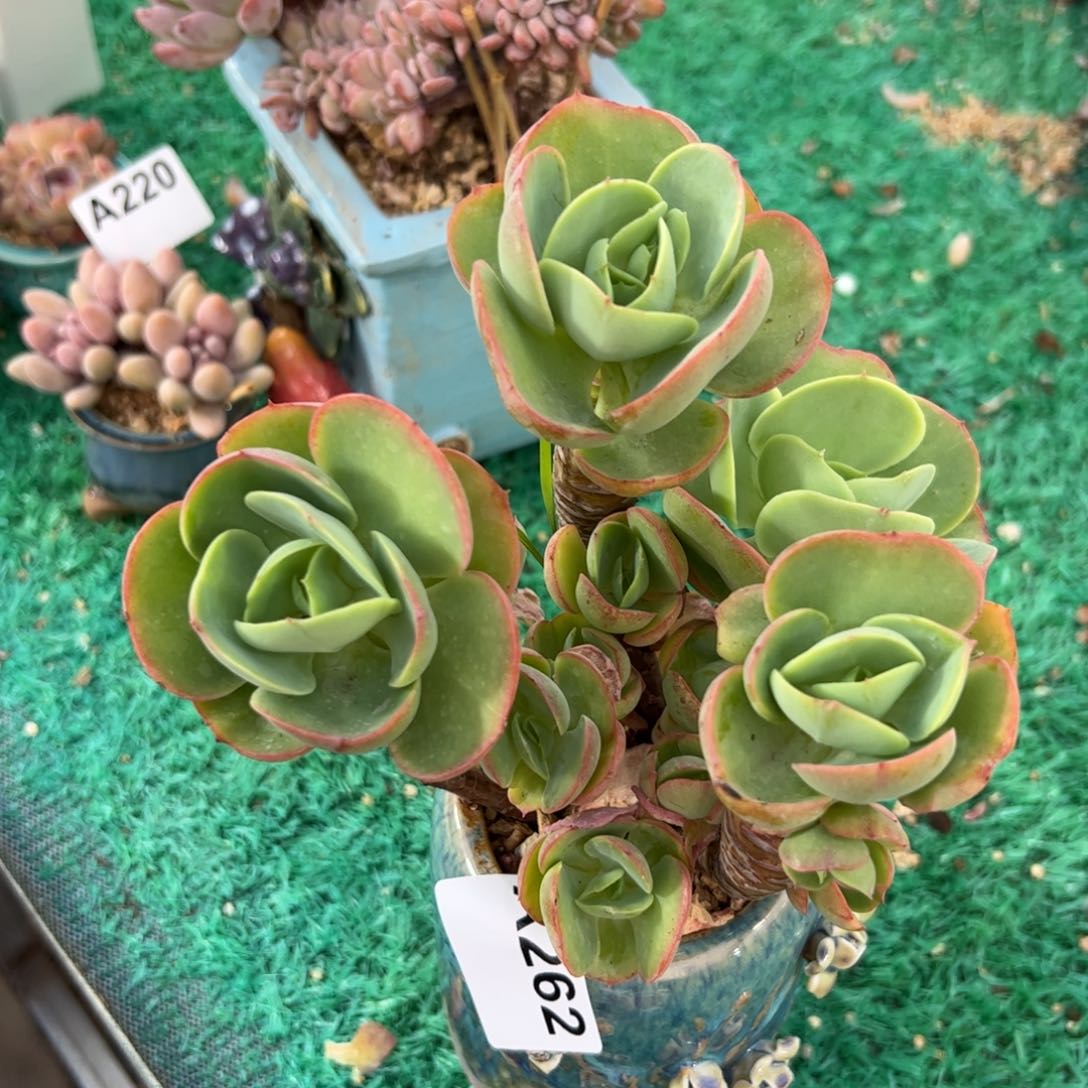 262 满38元包邮多肉