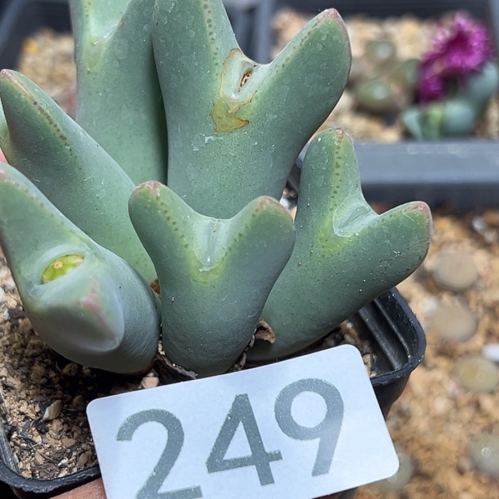 249号大将多肉植物