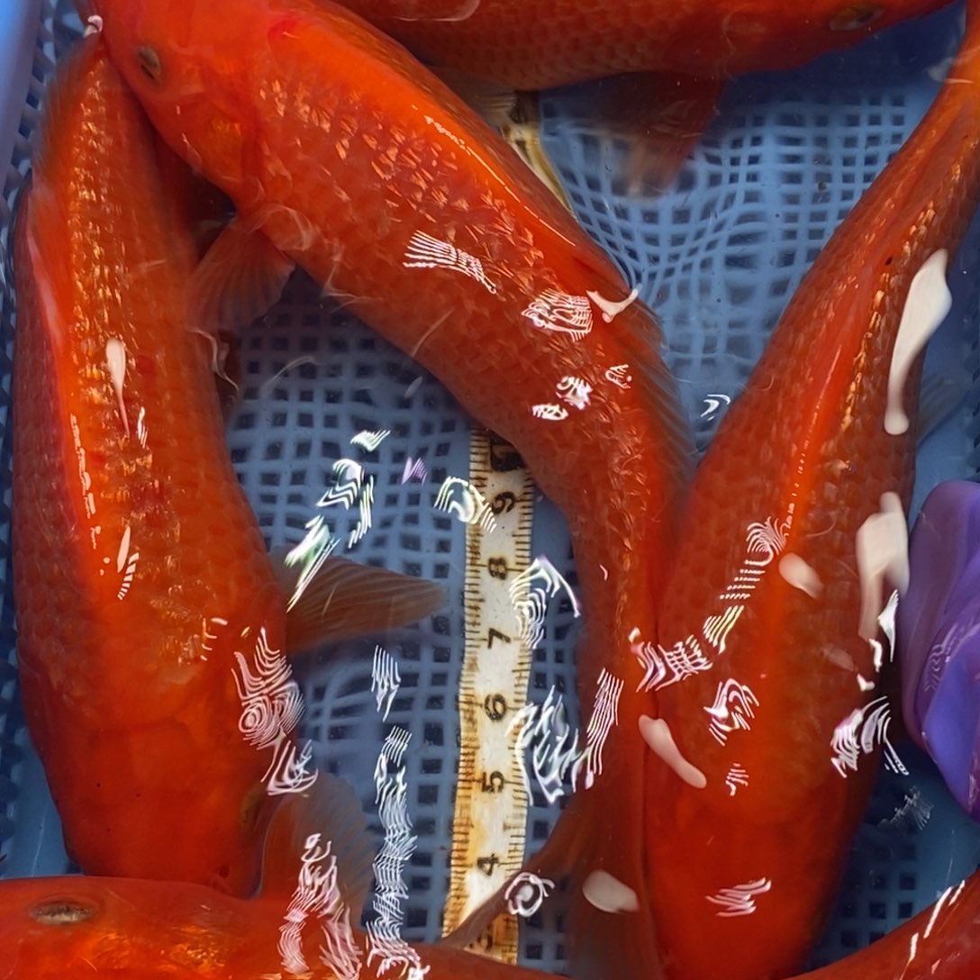 锦鲤冷水锦鲤包邮 5