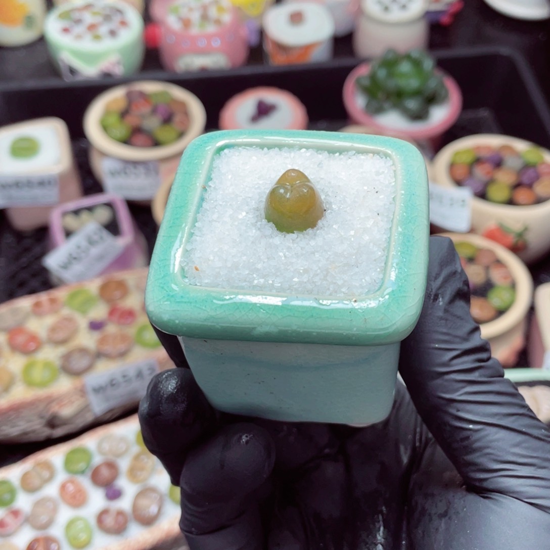 w6551--带盆土发货，零下地区拍保温箱