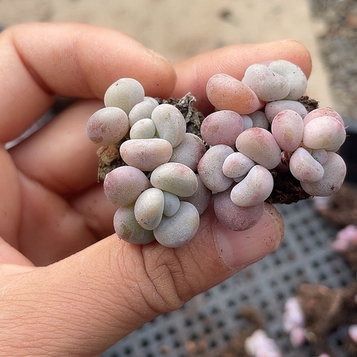 粉兔群发2颗满18包邮3/4头