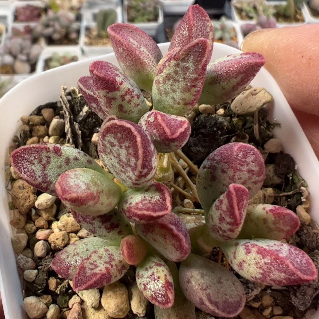 艾薇水泡多肉植物水泡