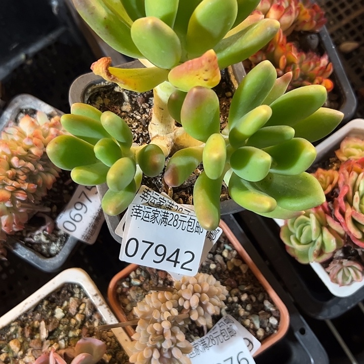 幸运的人是你的人吗你