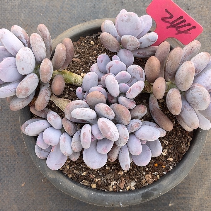 二***七两单包邮，一物一拍244