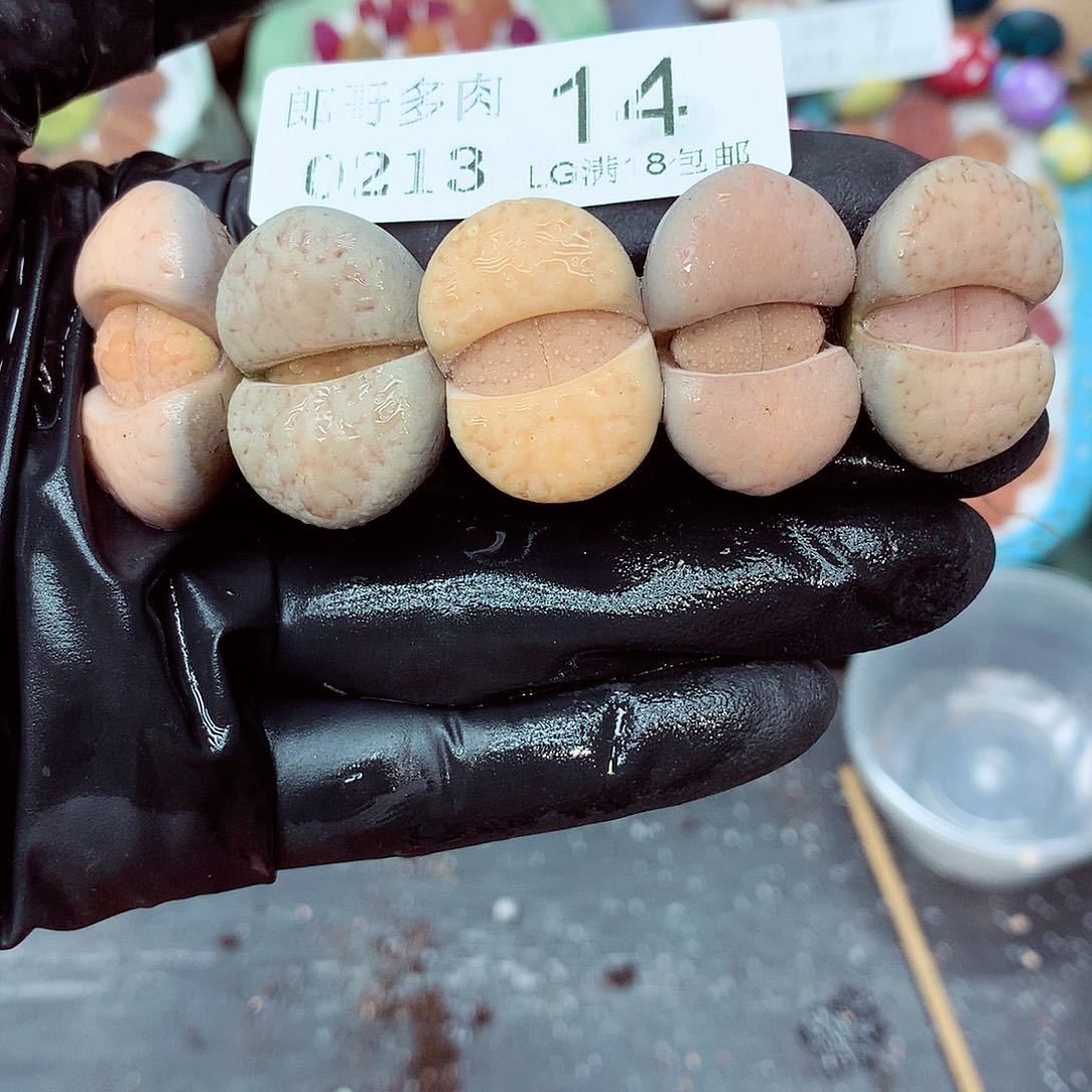 郎哥多肉生石花13-14