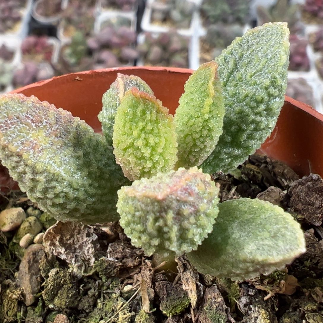 实生新品单头纯木质桩多肉