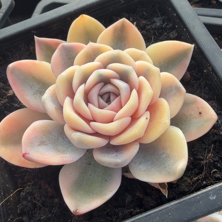 汉堡锦 彩锦 腹轮锦