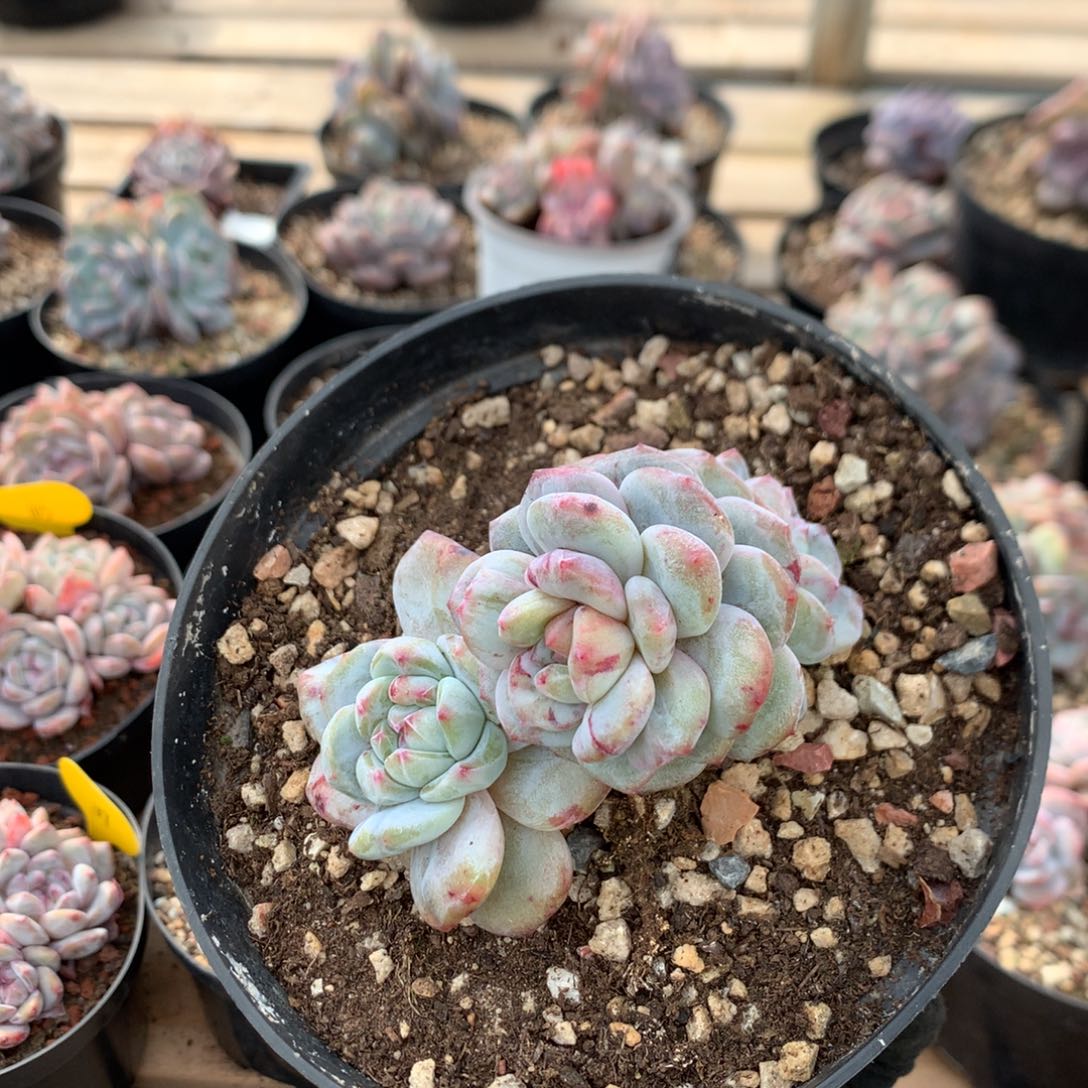 10厘米三头星影石化  18