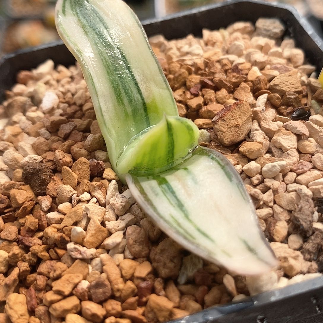 红陶218号卧牛锦一物一拍的