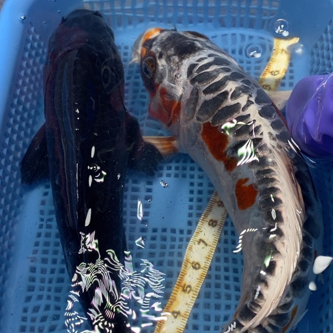 锦鲤冷水锦鲤包邮