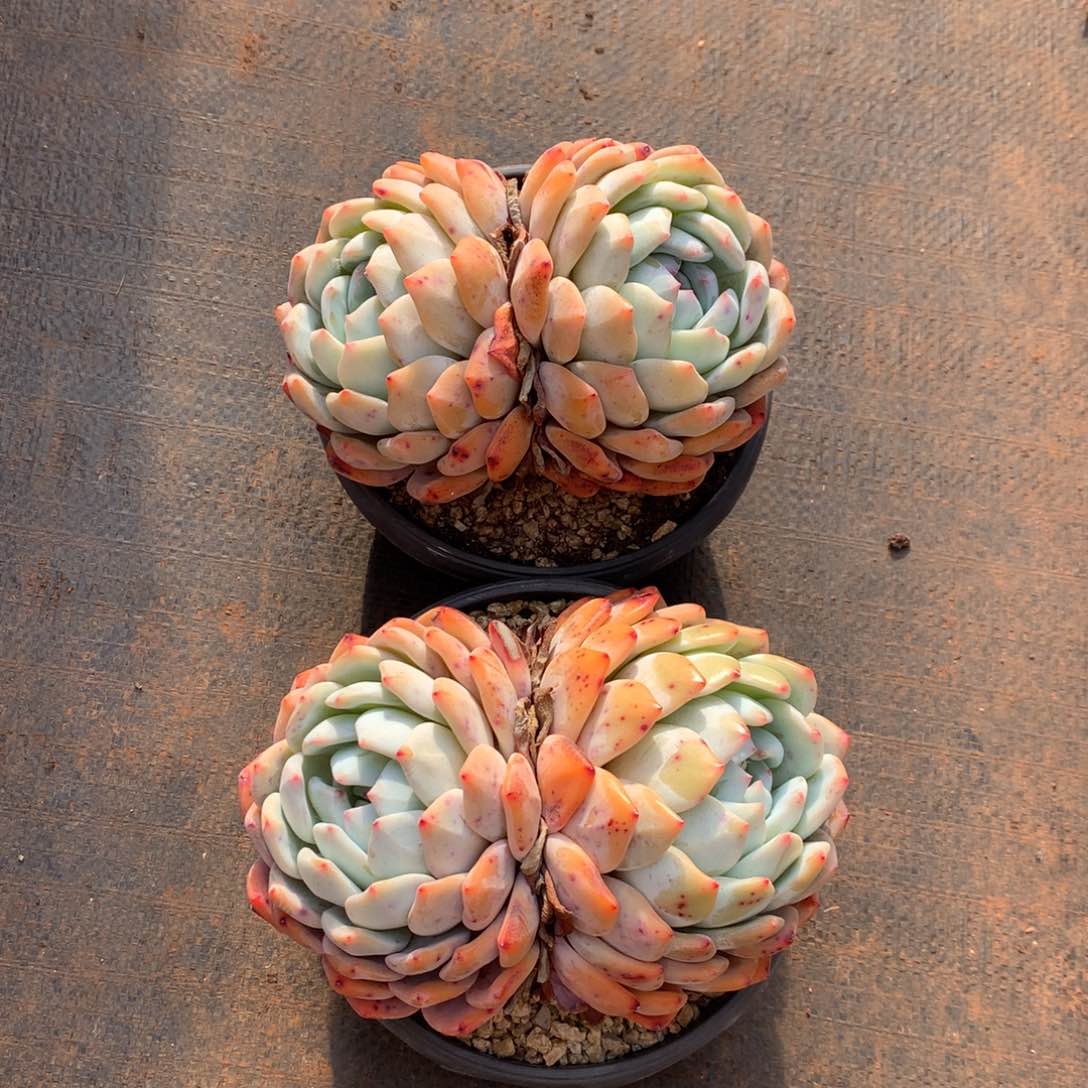 2颗老桩双头75666669