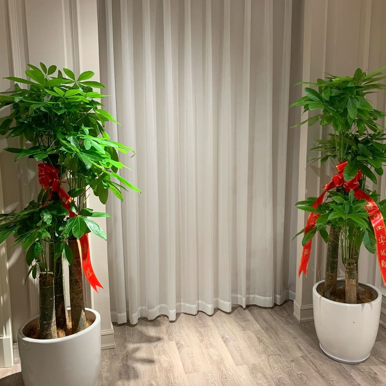 新年家居乔迁绿植 开业绿植 乔迁绿植 步步高发财树一颗A02【白色盆子】