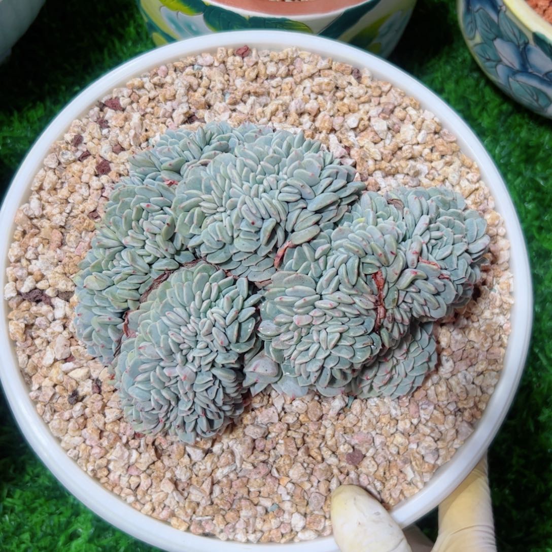 海棠花缀化多肉植物