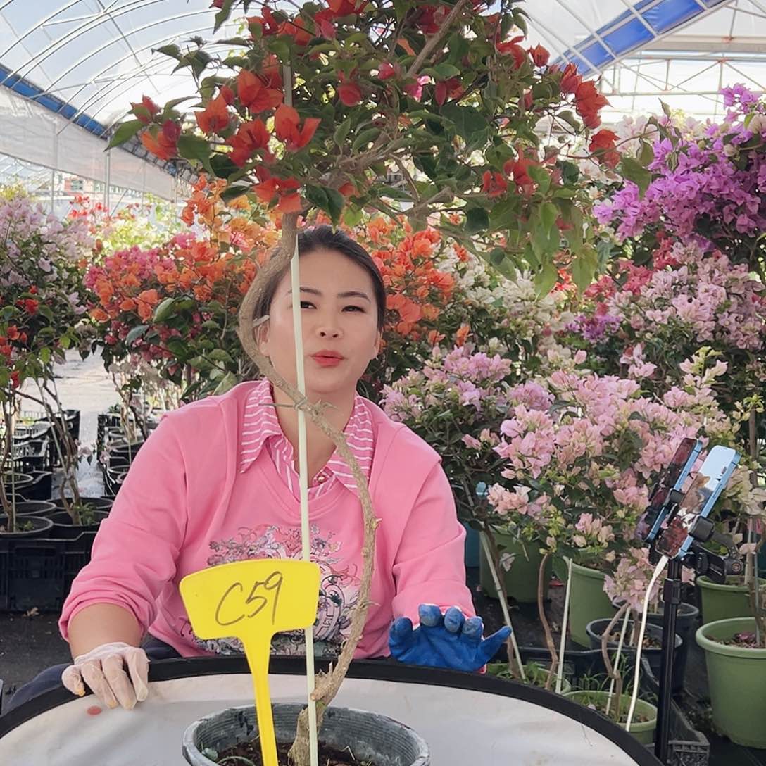 d***n大部分花苞少量开放C59红桑巴