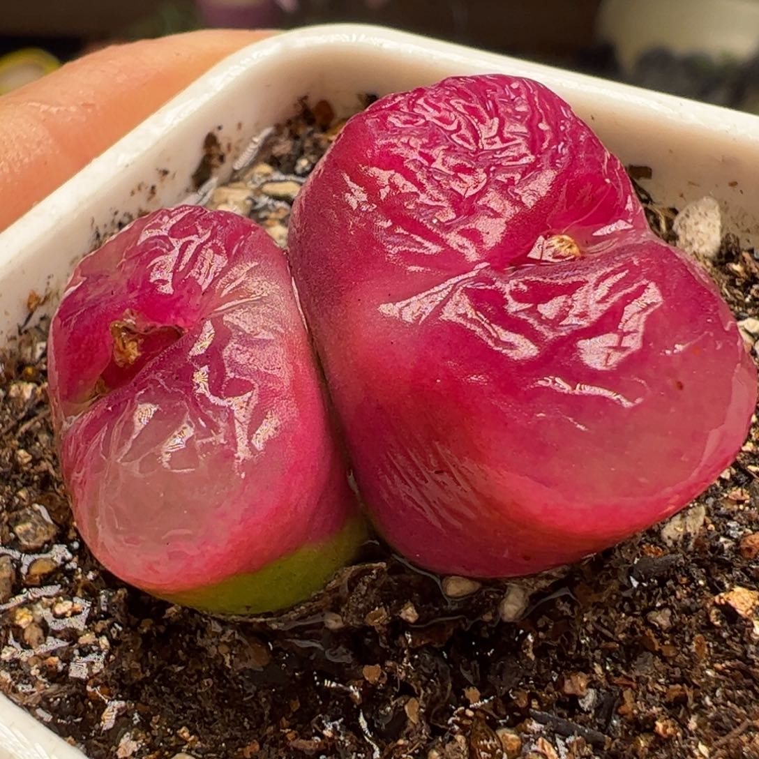 多肉植物百科254