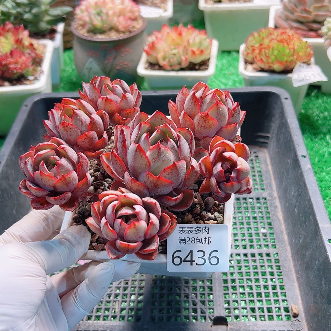 无花朵多肉一物一拍6436