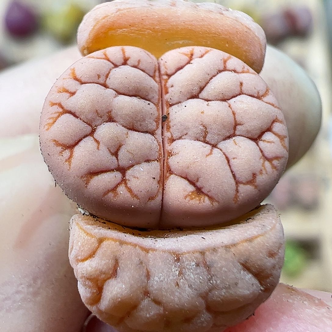 荒玉一颗包邮……………………………