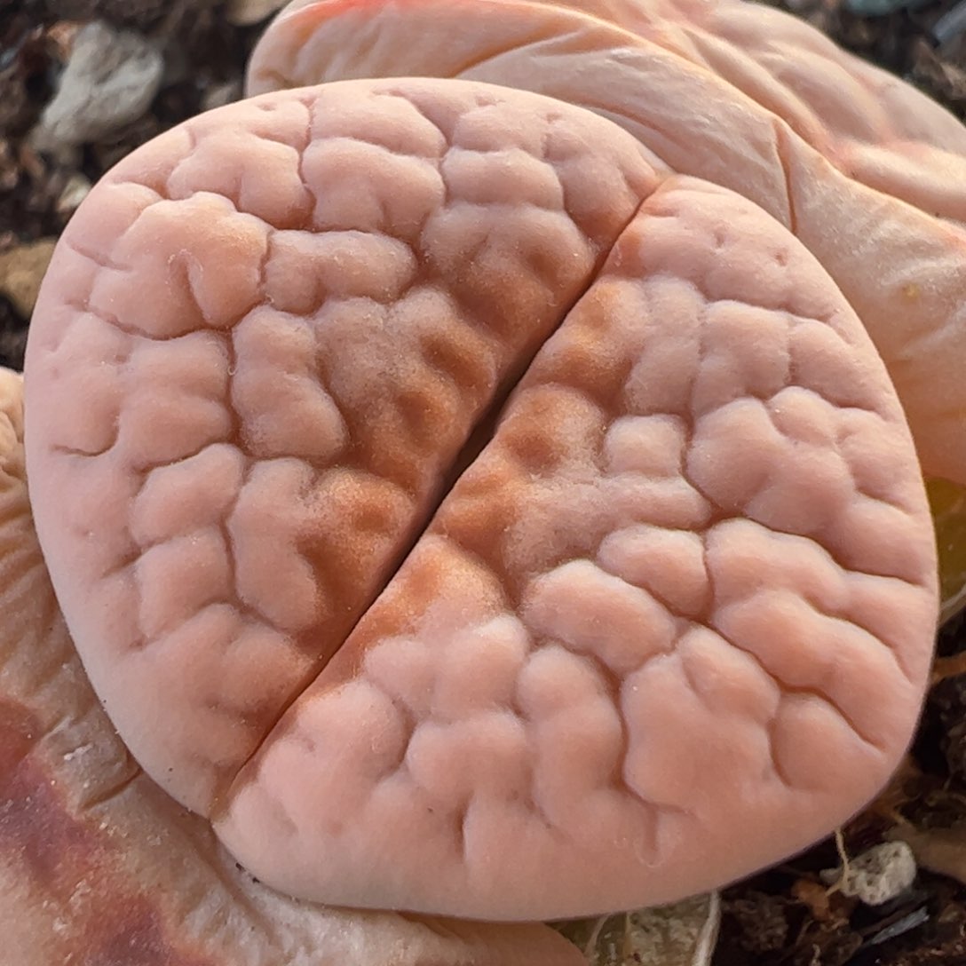 粉红豹母本带盆多肉植物