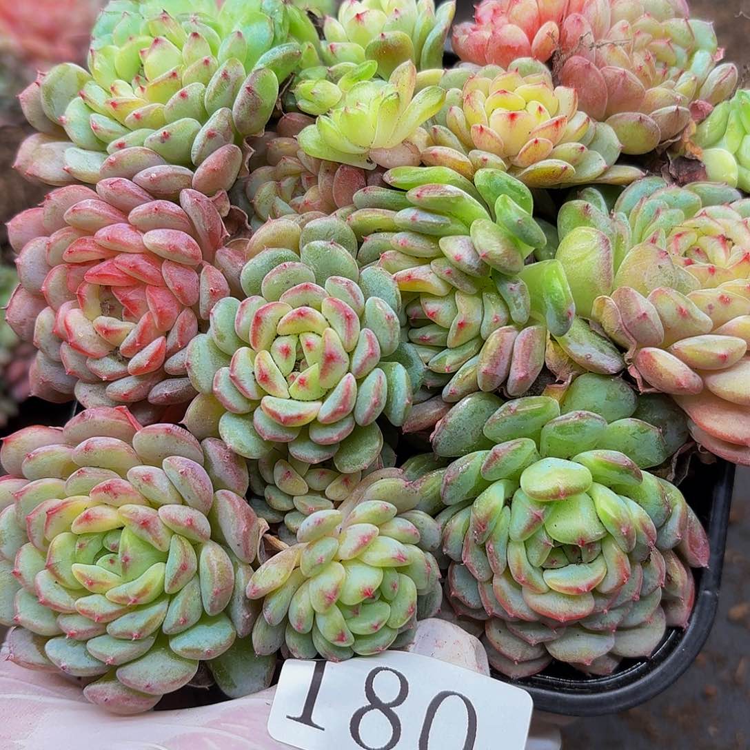 多肉植物多肉植物180