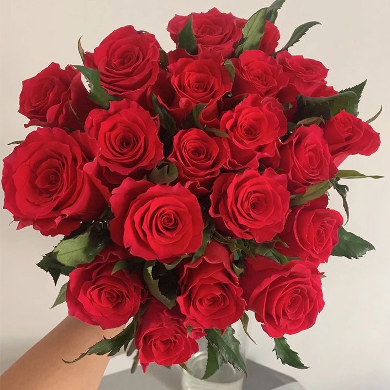 云南玫瑰昆明基地直批发斗南花材水养插花生日花束真花玫瑰花鲜花