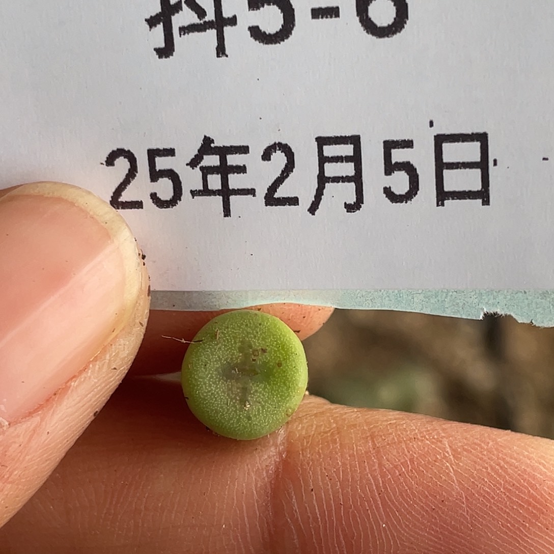 5-6十字钮扣多肉植物