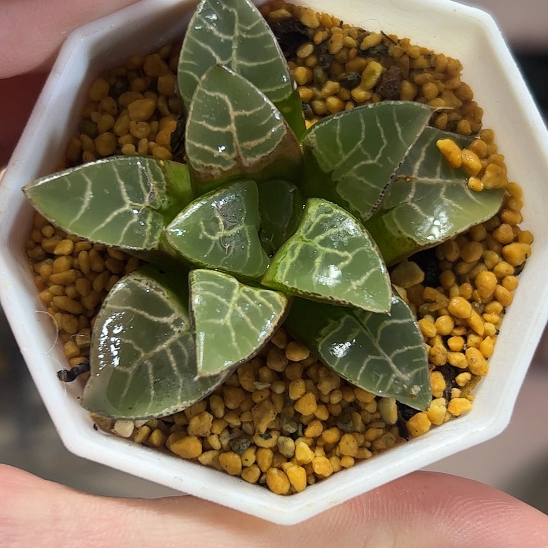 流纹云窗克十二卷多肉