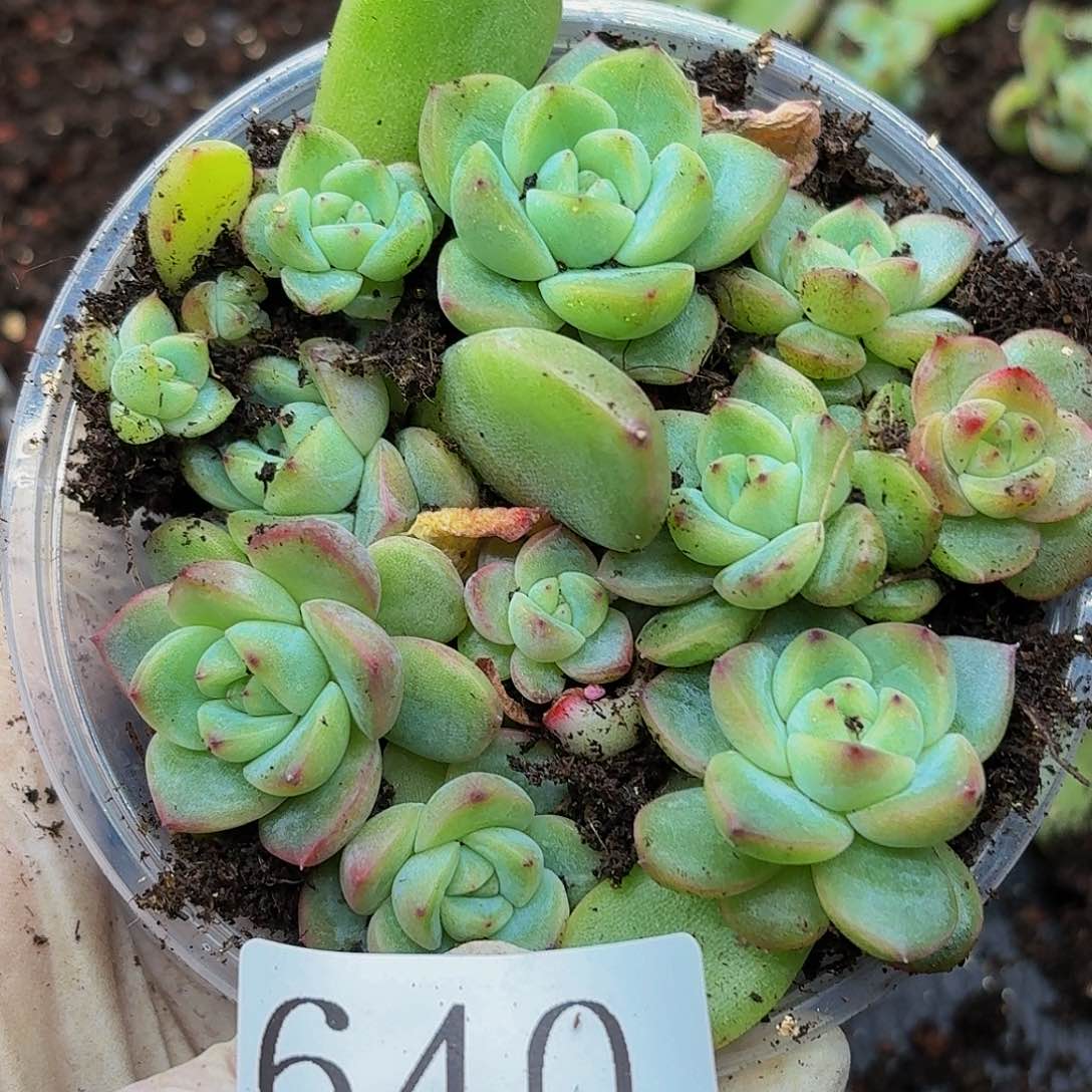 多肉植物多肉植物640