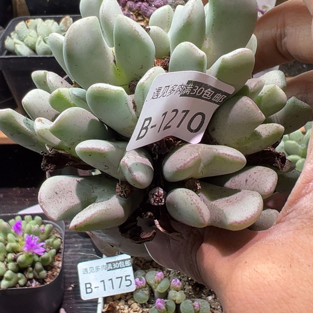 多肉植物11111111111