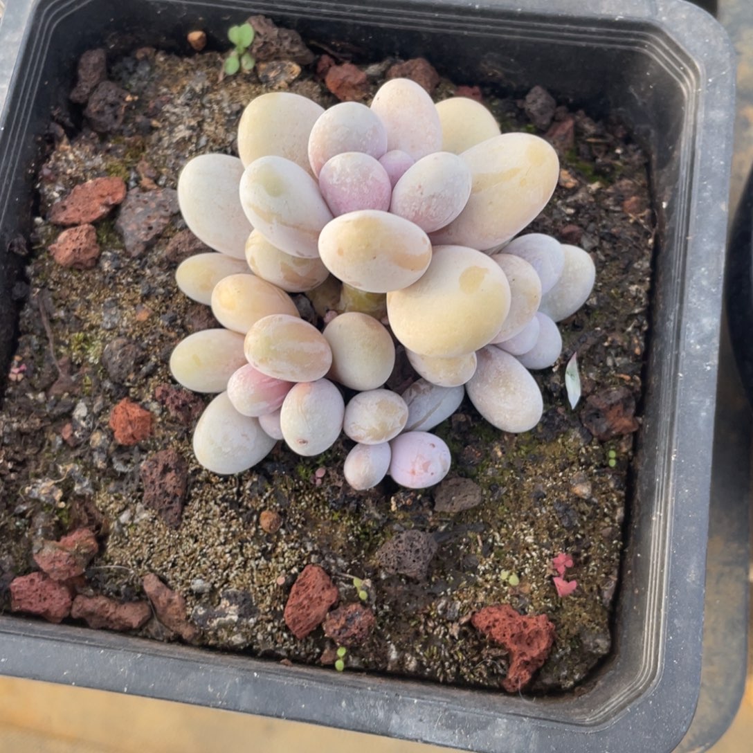 奶酪冠幅7.5 公分一物一拍