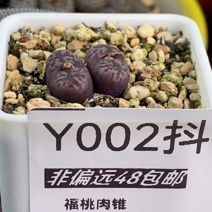 002-马克双头一物一拍