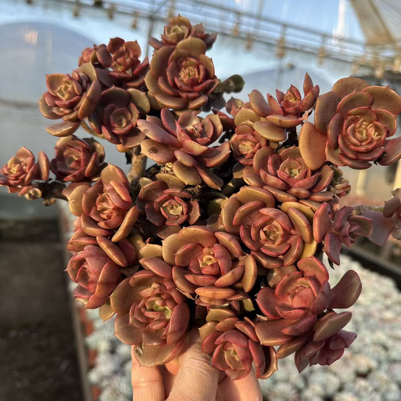 【大红袍】 多肉植物 绿植盆栽