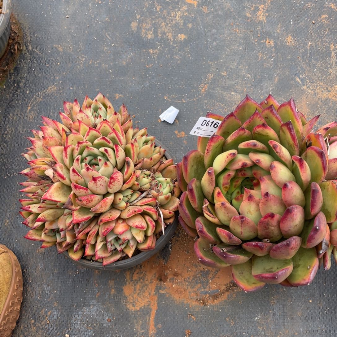 无花朵若如东云组拍D616