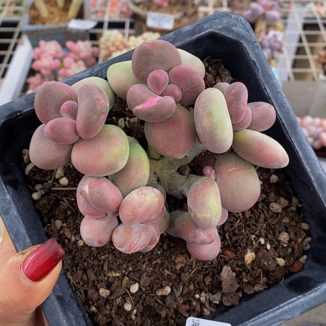 芒果奶酪354/9c m