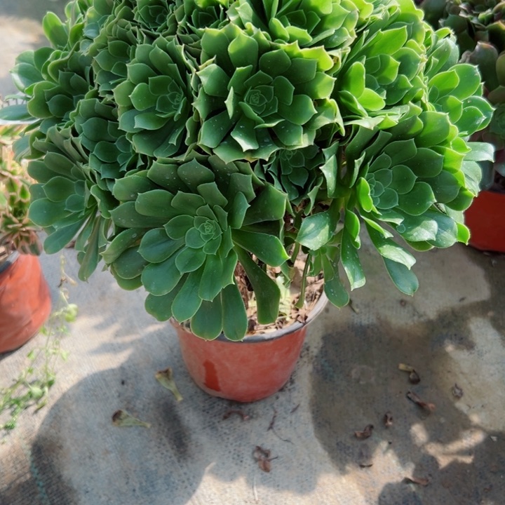 156绿羊绒多肉植物的生长