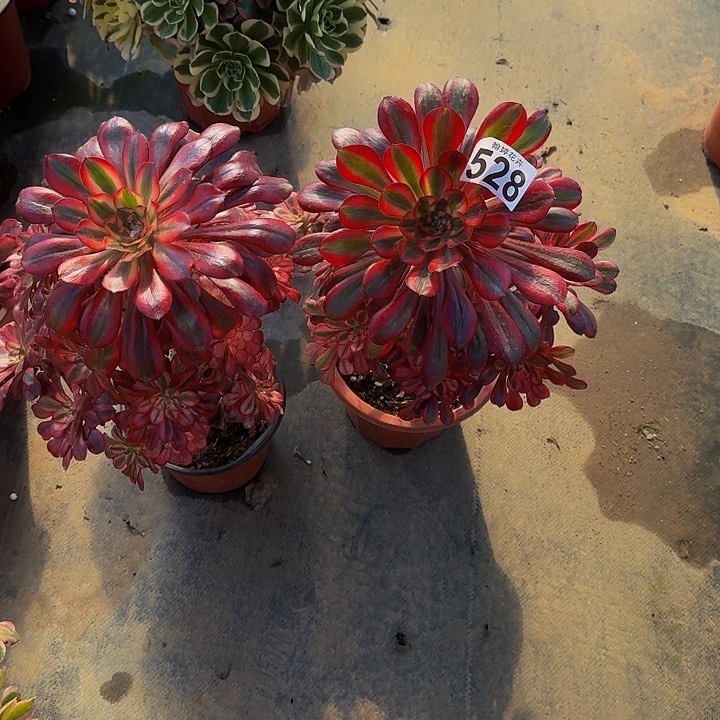 00000000000547528香奈