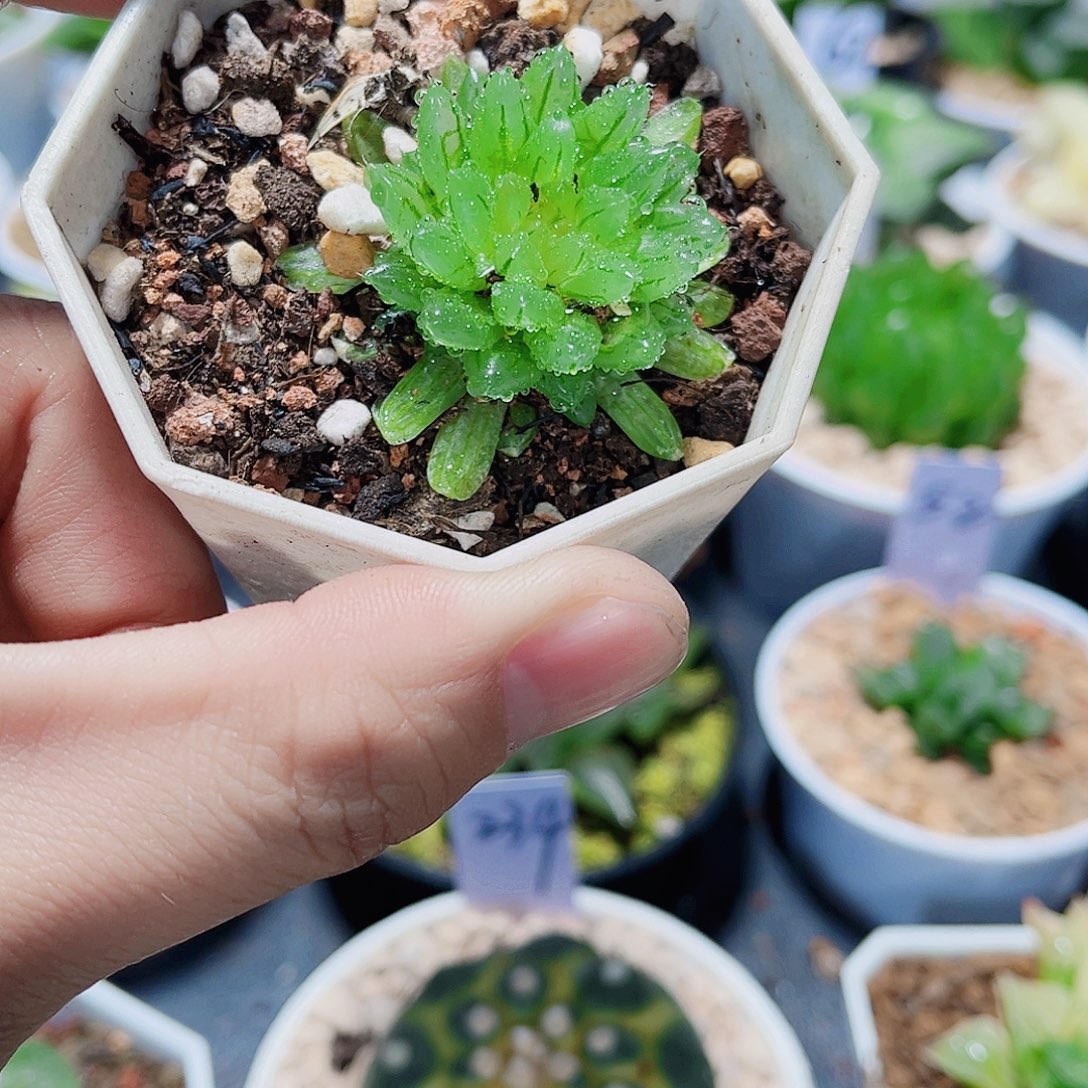 好看的花花新手福利