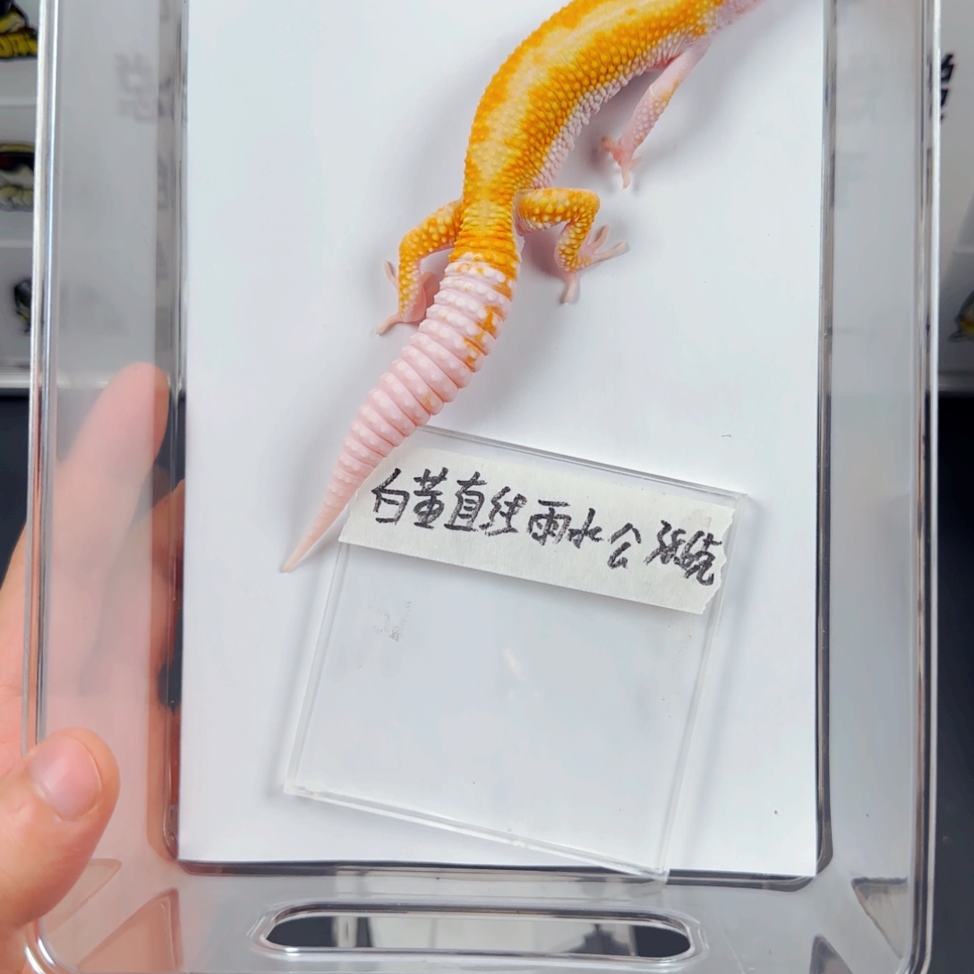 豹纹守宫白黄直线雨水弟弟