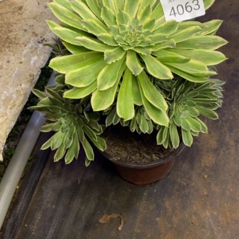 碧浪多肉植物4863