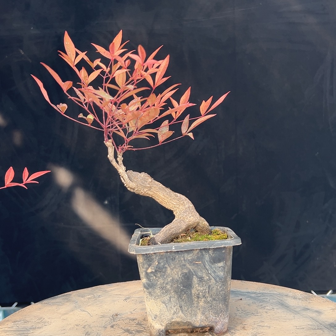 不开花植物0000000009