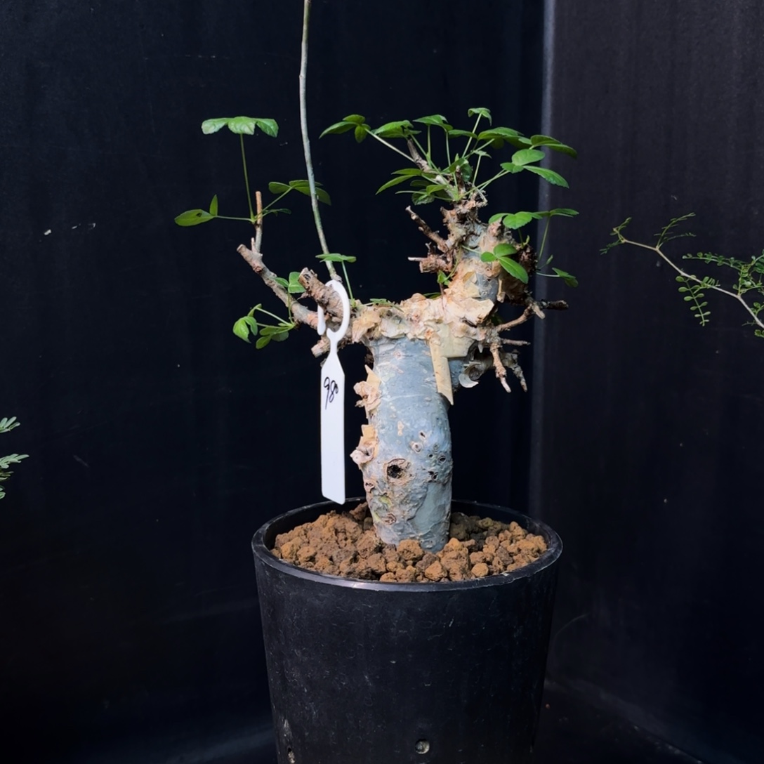 图坎蓝白皮产地带盆