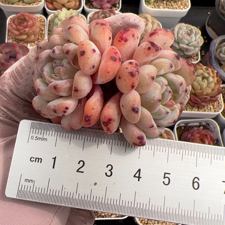553 多肉植物组合盆栽